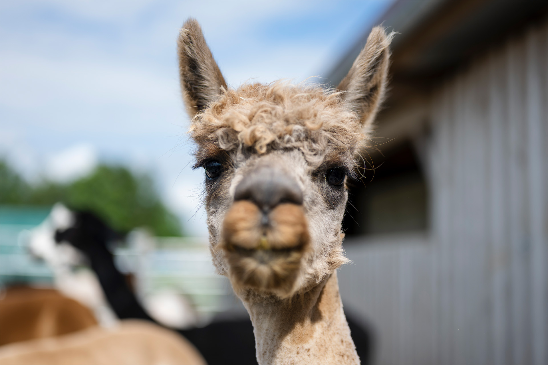 alpakabild